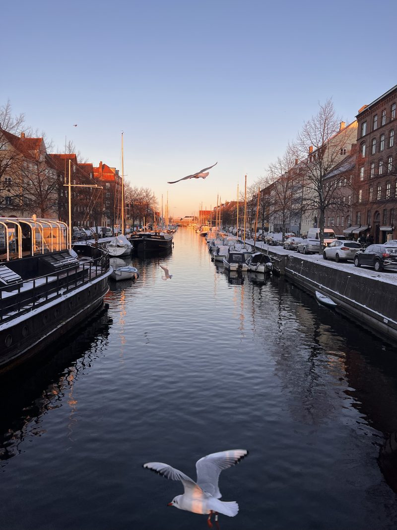 A seagull over the canal at golden hour, Christianshavn