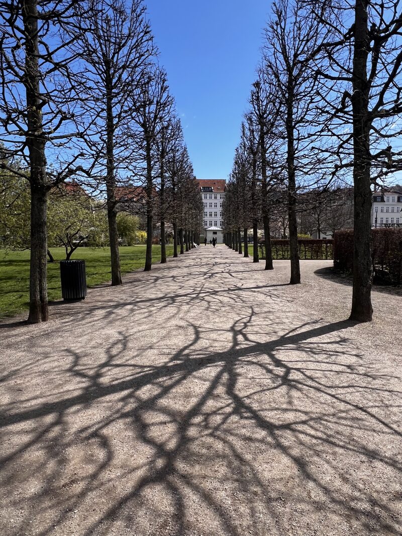 The long tree-lined avenue in King's Garden with spring shadows