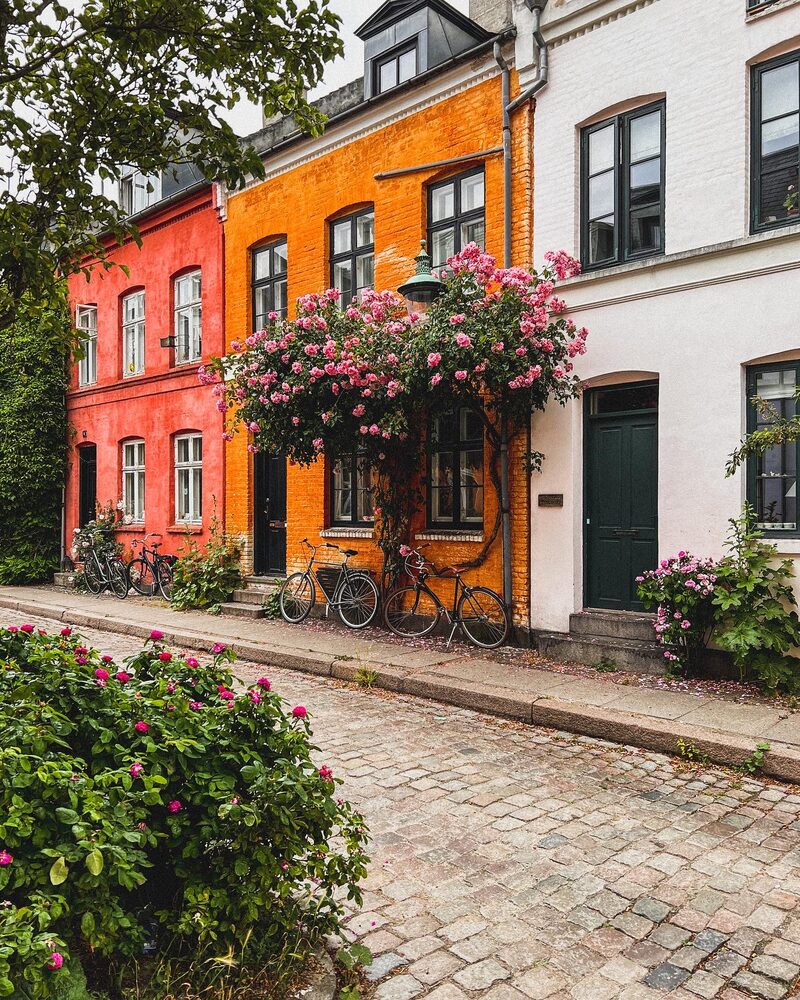 Pink roses climbing an orange townhouse on Krusemyntegade