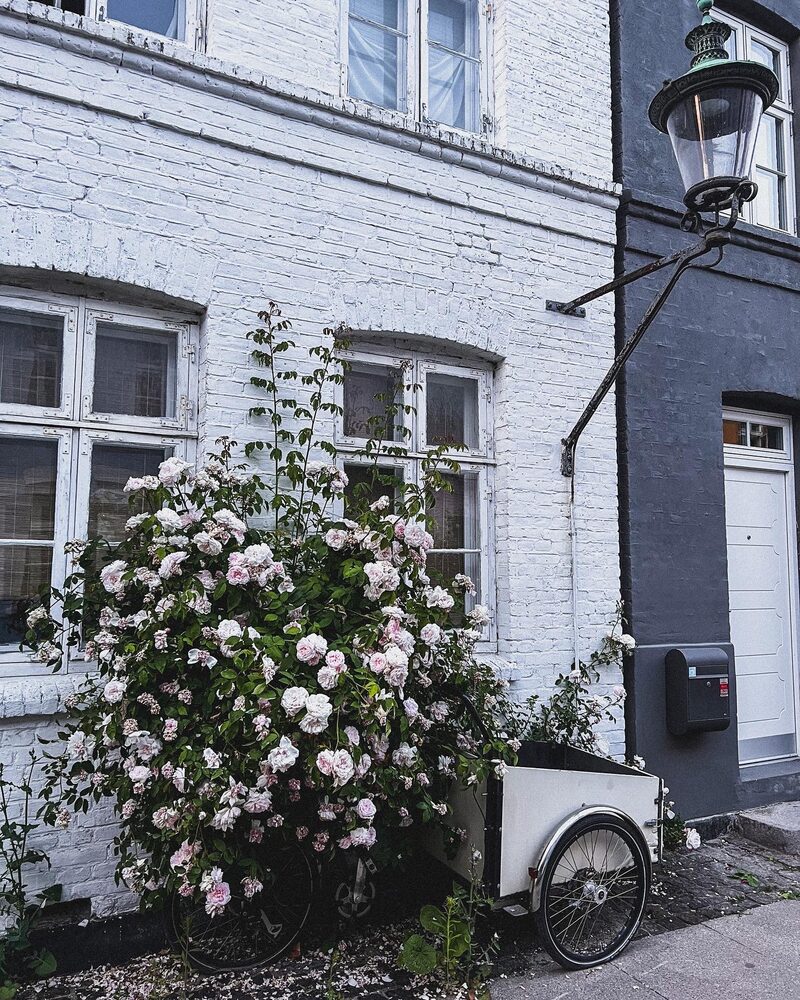 White climbing roses on a pale brick house