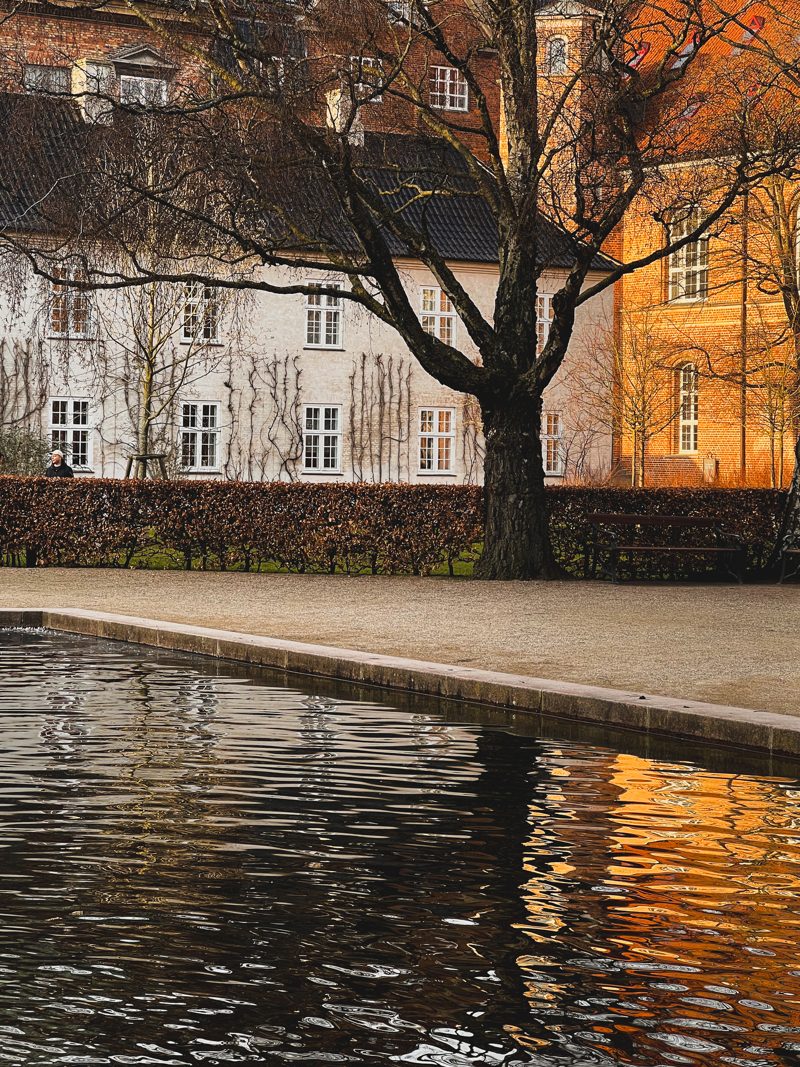 A tree by the pond in warm evening light, Library Garden