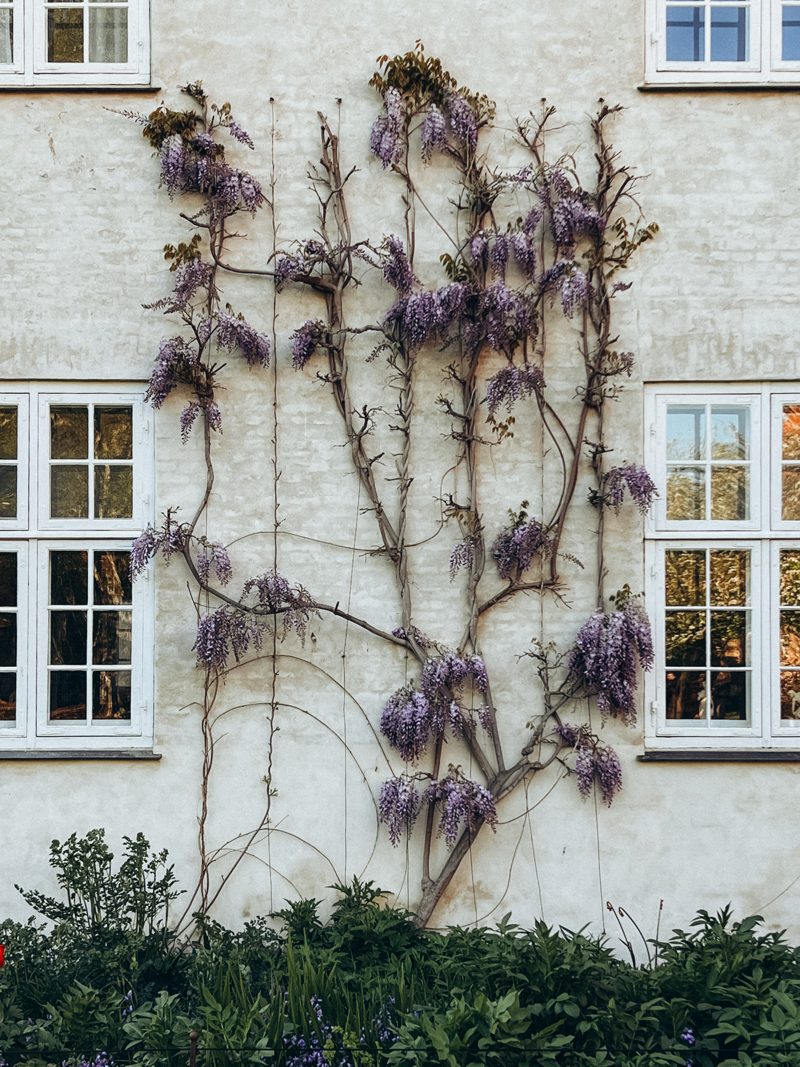Wisteria climbing a white façade in the Library Garden
