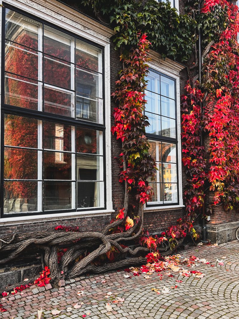 Autumn ivy climbing a window near Nyhavn