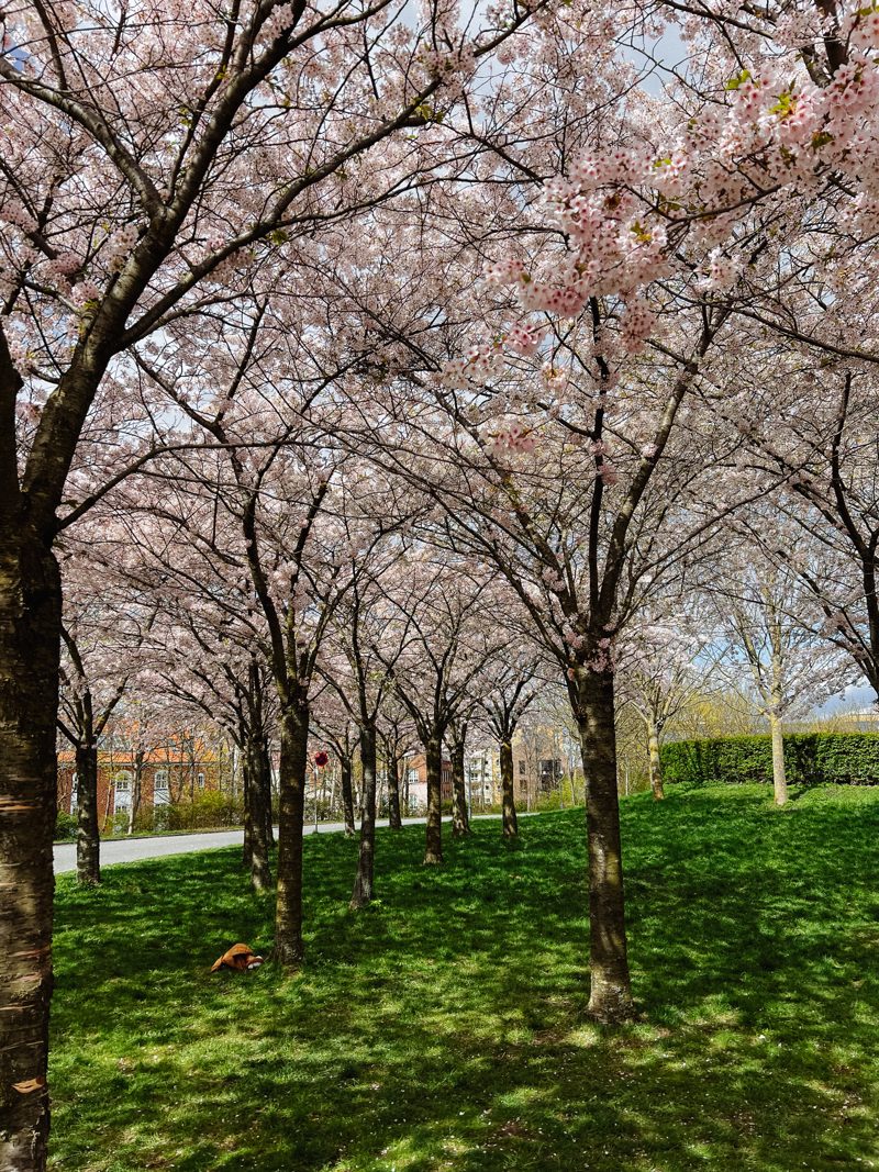 A cherry-blossom avenue in bloom near Kastellet