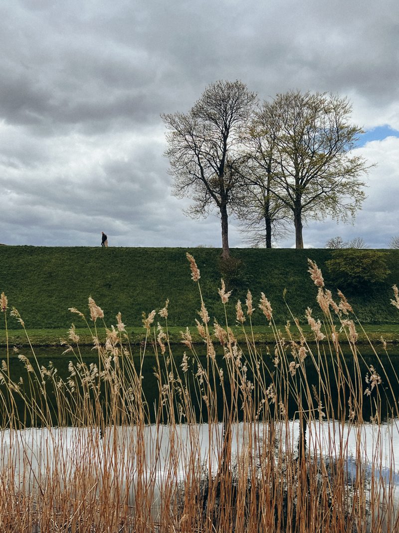 Bare trees and reeds along the Kastellet moat