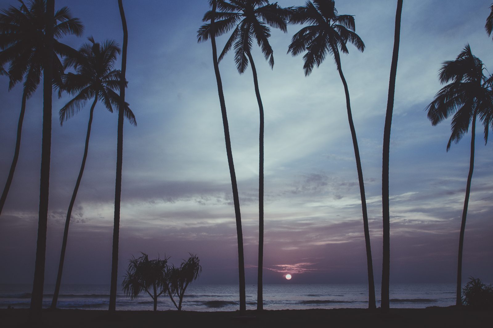Palms at sunset, Sri Lanka