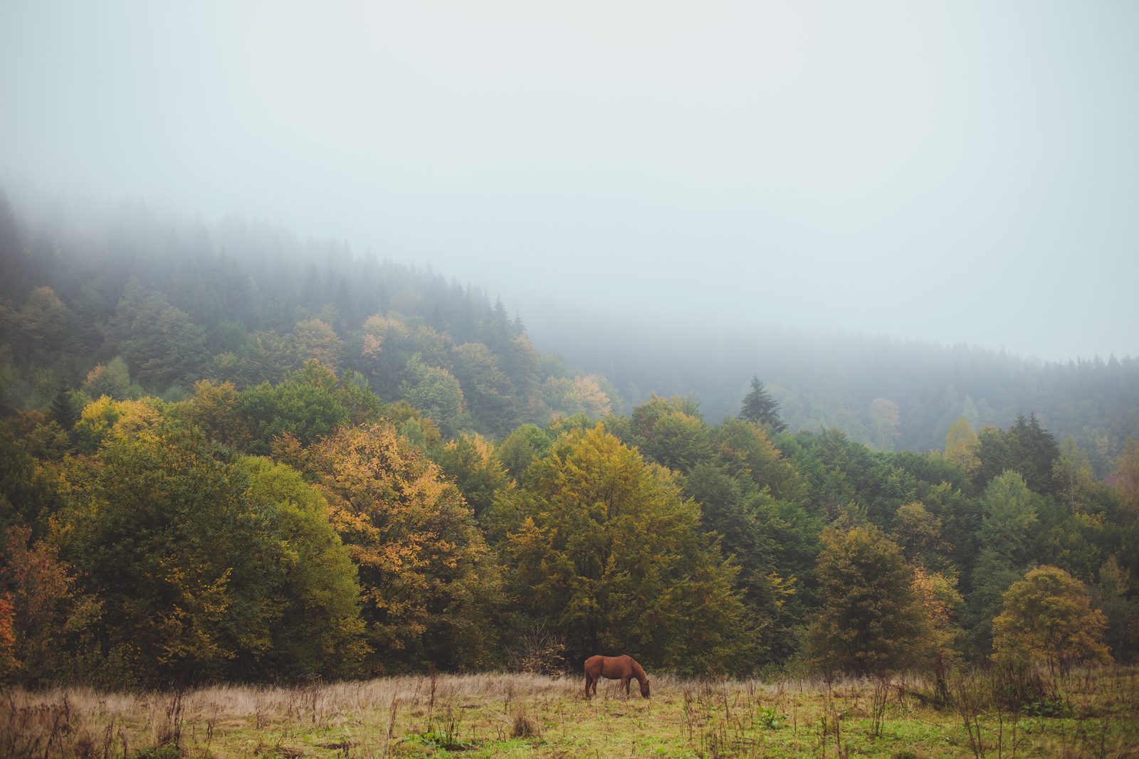 Autumn mist over the Carpathian Mountains, Ukraine