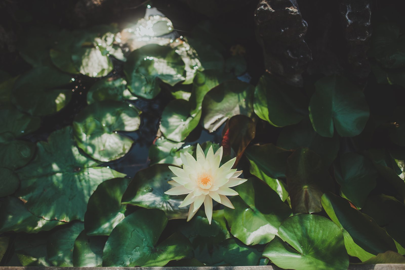 Water lily among dark leaves, Vietnam