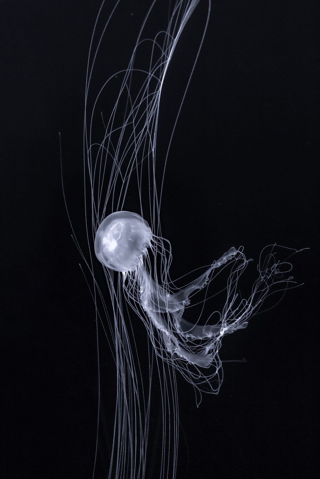 Jellyfish at the Jellyfish Museum, Kyiv