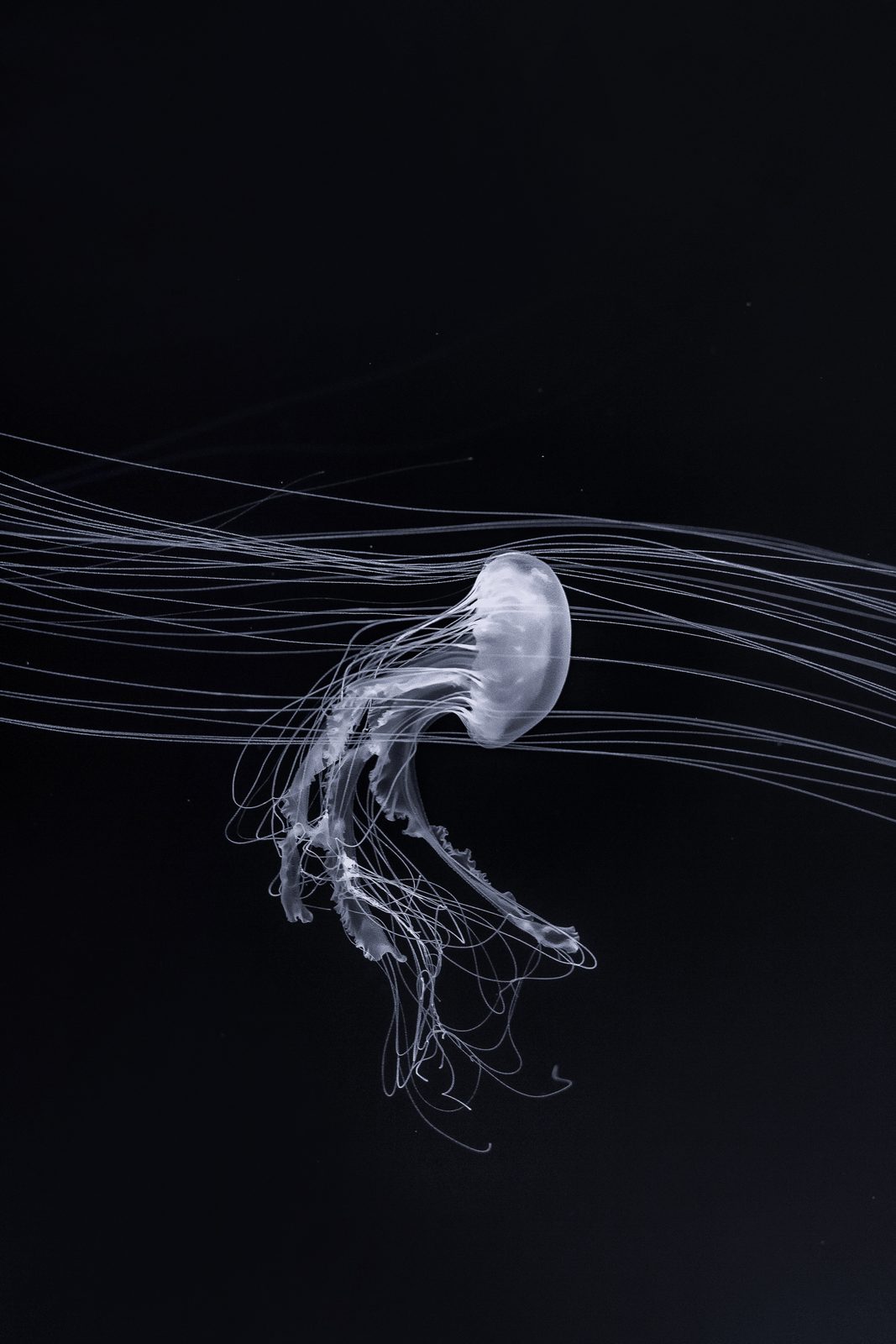 Jellyfish at the Jellyfish Museum, Kyiv