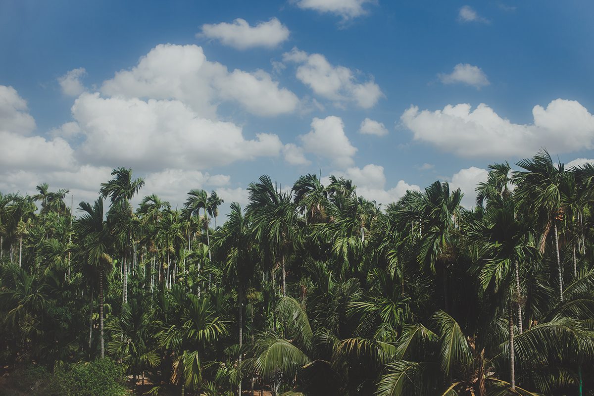 Palm forest under a cloudy sky, Mui Ne, Vietnam