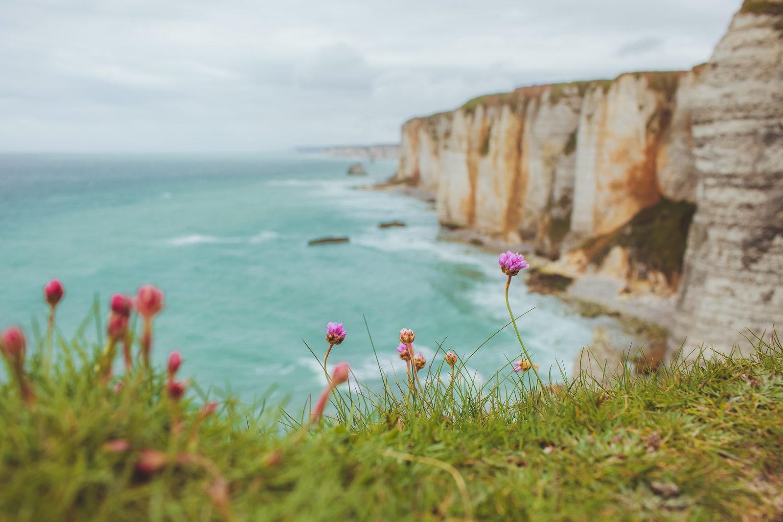 Wildflowers above the cliffs, Etretat, France