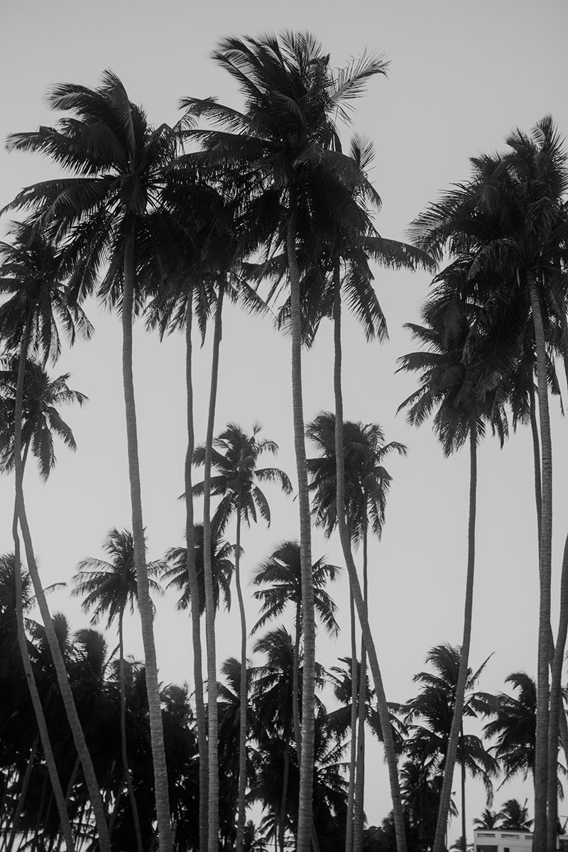 Palm trees in black and white, Nha Trang, Vietnam