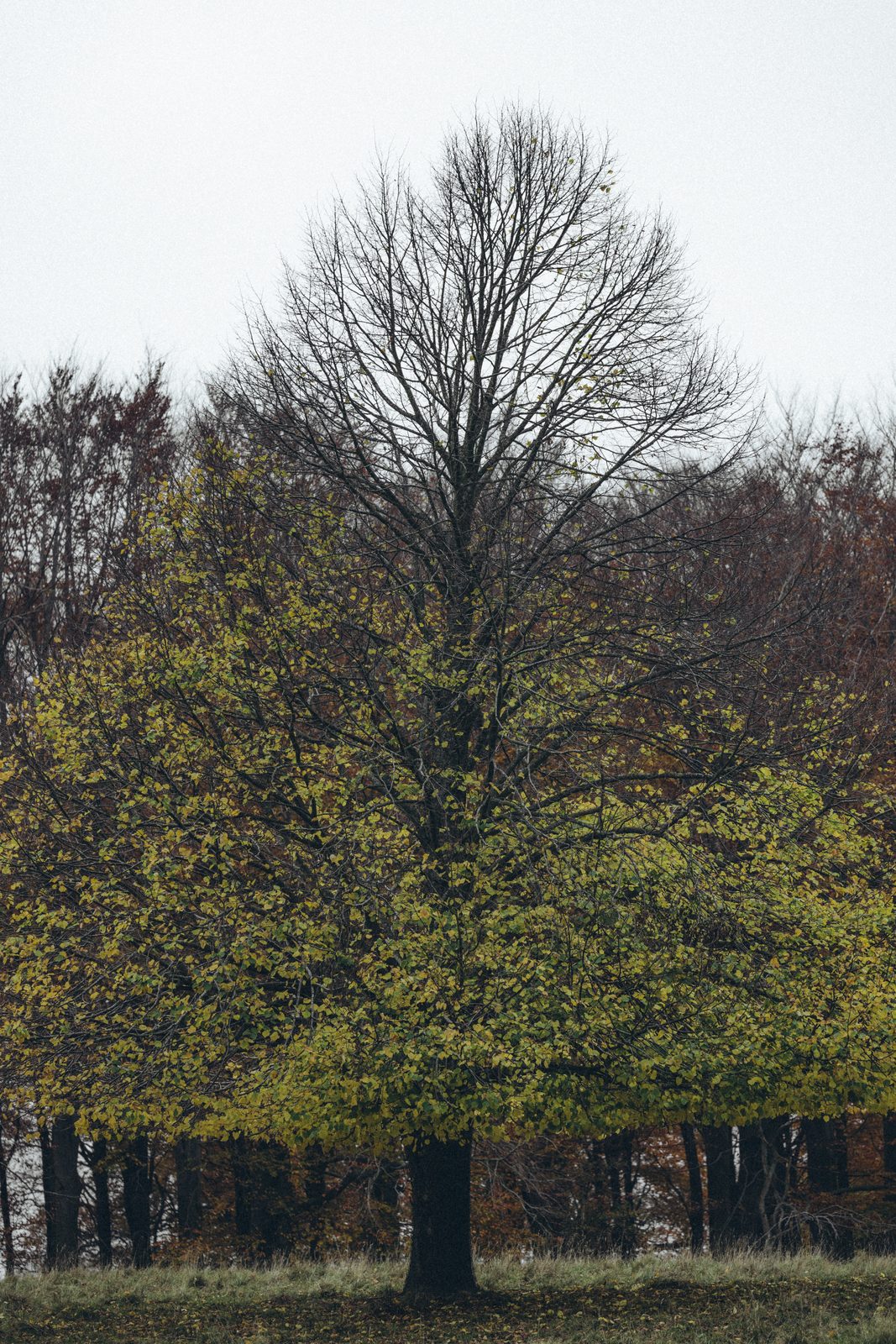 Autumn trees in Dyrehaven, Denmark