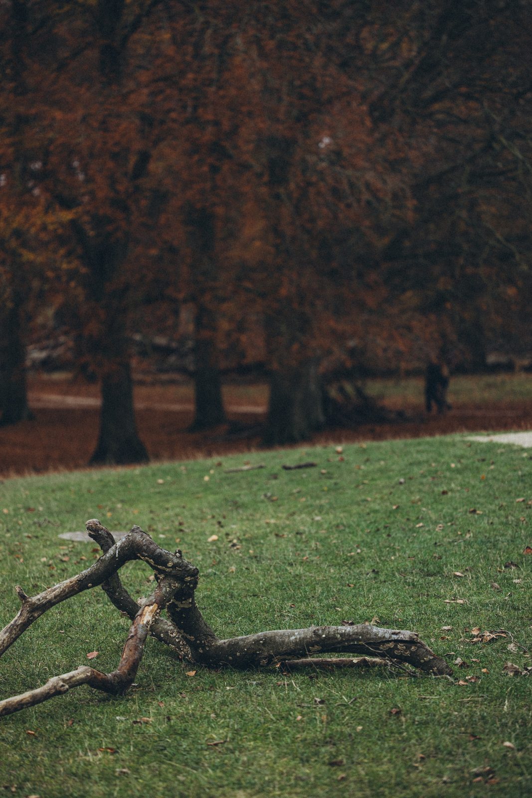 A walk through autumn Dyrehaven, Denmark