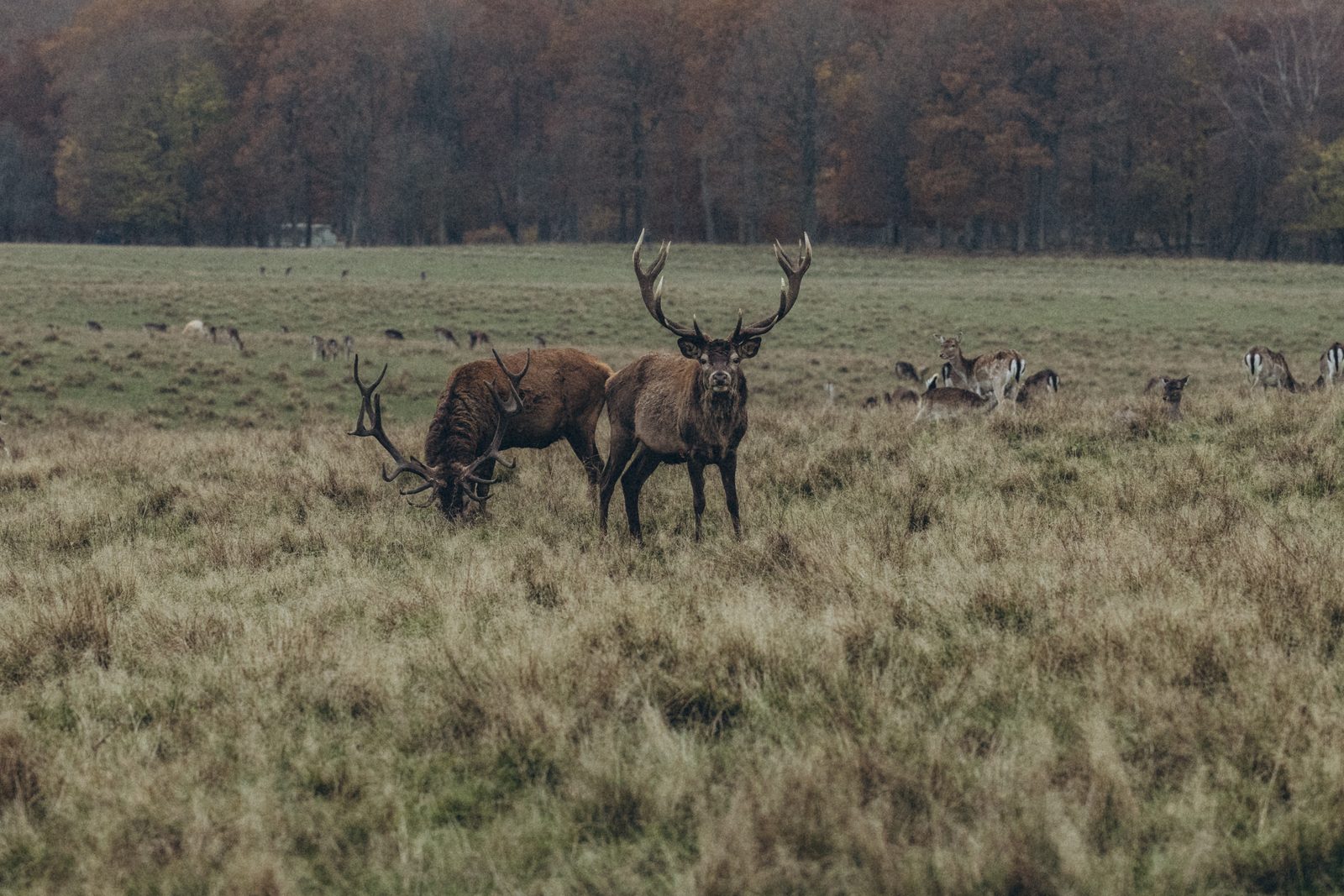 Red deer stags in the park, Dyrehaven, Denmark