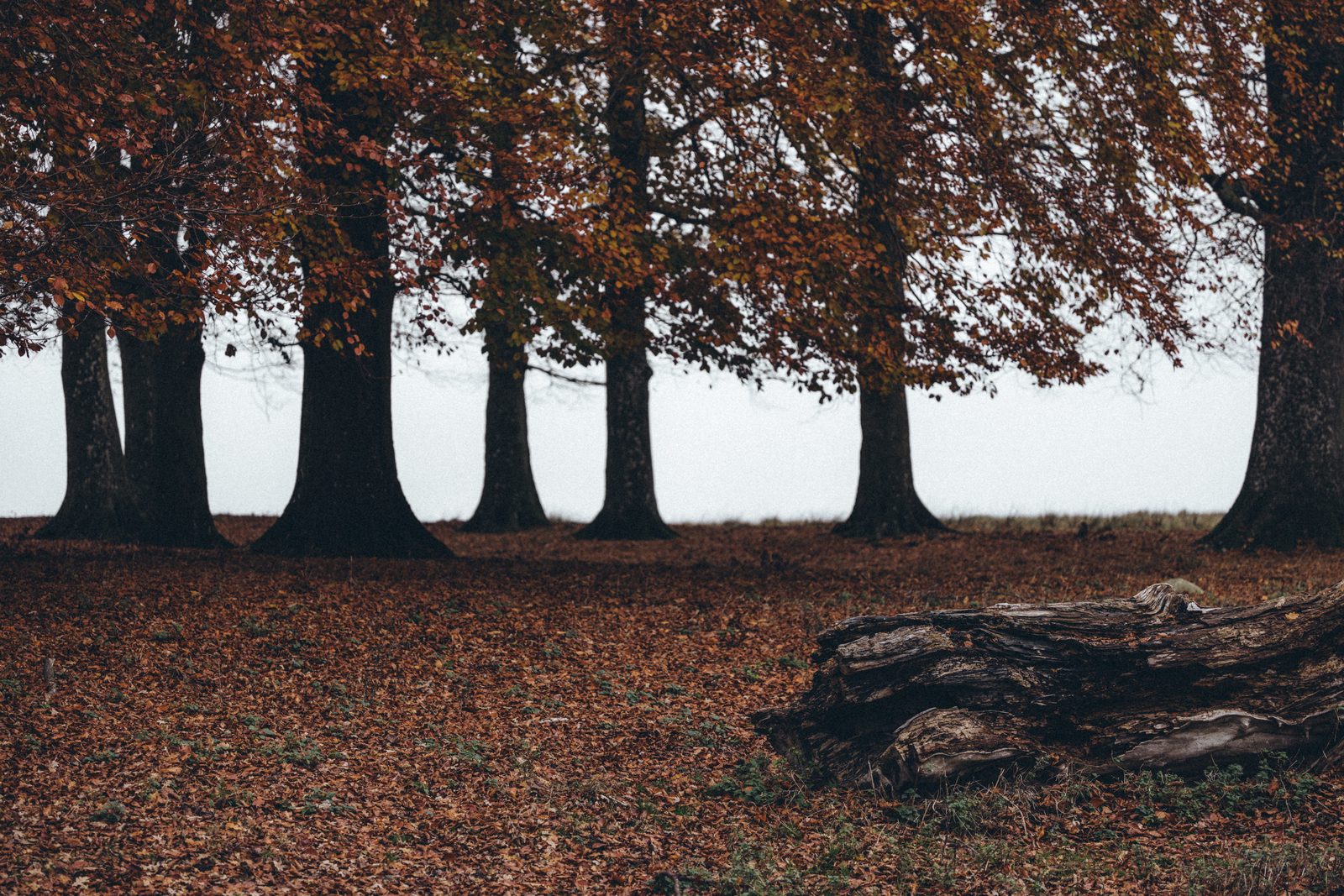 Autumn trees along the path, Dyrehaven, Denmark